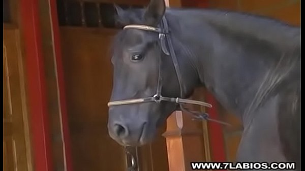 porn 大きな黒いペニスを持つ黒いスタッド porn
